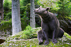 brown bear