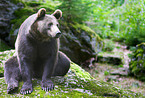 brown bear