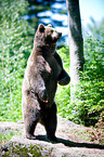 brown bear