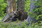 brown bear