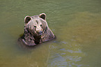 brown bear