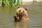 bathing brown bear