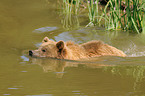 swimming brown bear