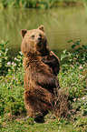 brown bear