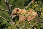 climbing brown bear
