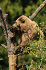 climbing brown bear