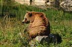 brown bear