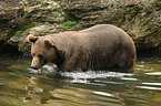 bathing brown bear