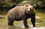 bathing brown bear