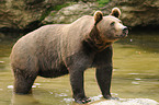 bathing brown bear