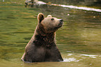 bathing brown bear