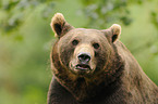 brown bear