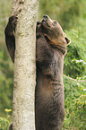 climbing brown bear