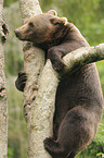 climbing brown bear