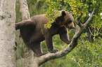 climbing brown bear