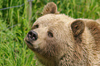 brown bear