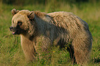 brown bear