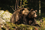 brown bears