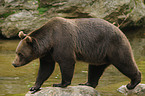 brown bear