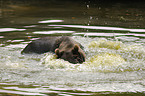brown bear