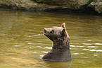 brown bear