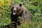 brown bear