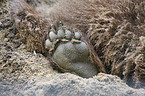 bear paw