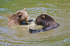 brown bears