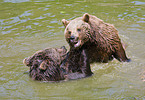 brown bears