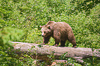 brown bear