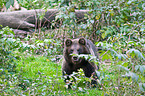 brown bear