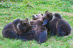 brown bears