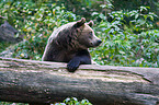 brown bear