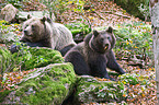 brown bears