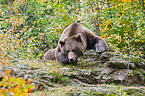 brown bear