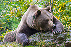 brown bear