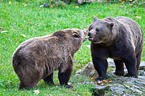 brown bears