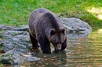 brown bear