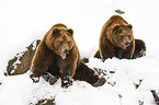 Kamtschatka bears