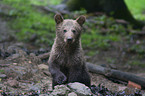 young brown bear