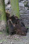 brown bears