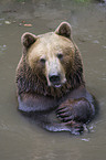 brown bear