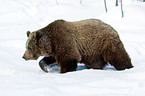 brown bear