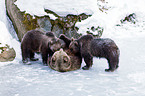 brown bears