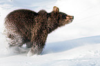 brown bear