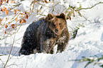 brown bear