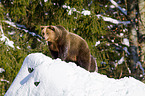 brown bear