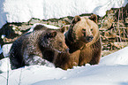 brown bears