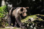 young brown bear
