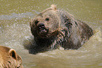 brown bear